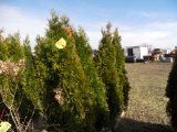 5 Shrub