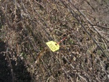 2 Cherry Tree