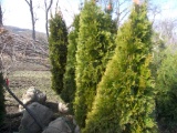 5 Emerald Green Shrub