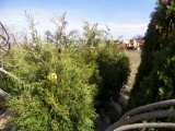 5 Niagra Shrub
