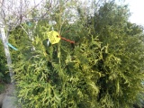 5 Niagra Shrub