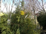 5 Niagra Shrub