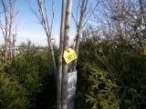 4 Red Maple Trees
