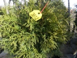 5 Niagra Shrub