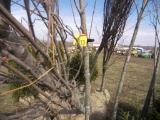 4 Maple Tree