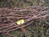5 Maple Tree