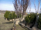 4 Cherry Tree