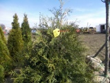 5 Niagra Shrub