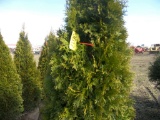 5 Emerald Green Shrub