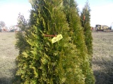 5 Emerald Green Shrub
