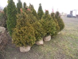 5 Elegantissima Shrub