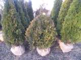 5 Elegantissima Shrub