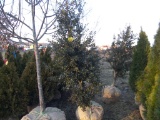 2 Holly Bush