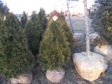 5 Elegantissima Shrub