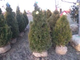 5 Holmstrom Shrub