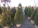 5 Holmstrom Shrub