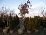 4 White Oak Tree