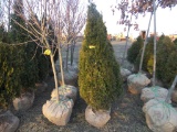 5 Shrub