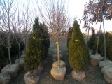 5 Burgundy Maple Tree