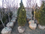 5 Shrub