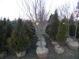 5 Burgundy Maple Tree
