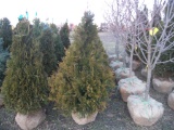 5 Elegantissima Shrub