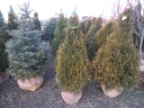 5 Holmstrom Shrub