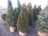 5 Holmstrom Shrub