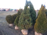5 Shrub