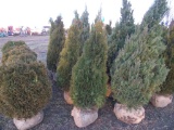 5 Holmstrom Shrub
