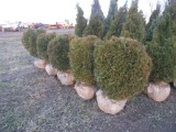 5 Globe Little Giant Shrub