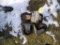 Four Caster Wheels