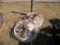 Fans with Motors