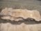 Live Edge 8ft Slabs