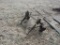 2pt 2btm Row Markers