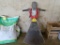 Tagliafieno Elec Hay Knife