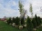 Sugar Maple Tree