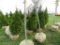 5 Holstrum Shrubs