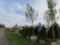 Summer Red Maple Tree