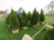5 Shrubs