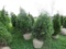 6 Niagra Shrubs