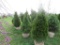 5 Shrubs