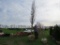 Column Oak Tree
