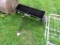 Pull Type Lawn Seeder