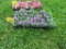 Flat of Verbena