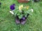 Shoe of Pansies
