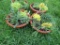2 Pots of Succulents