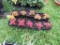 10 Pots of Colias