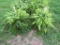 2 Hanging Baskets of Ferns