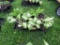 6 Pots of Hosta